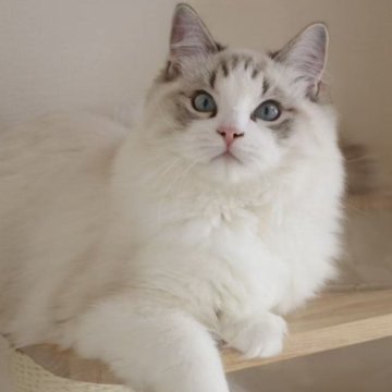 ラグドール【東京都・男の子・2025年5月18日・シールリンクスポイントバイカラー】の写真「⭐︎両親外産、顔立ち完璧」