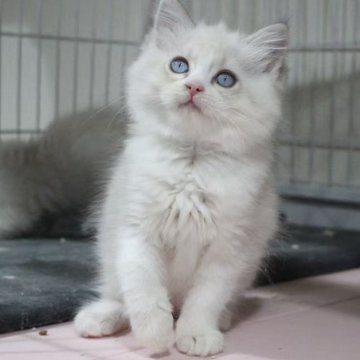 ラグドール【東京都・女の子・2025年10月18日・ブルーリンクスポイントバイカラー】の写真「⭐︎両親外産、顔立ち完璧」