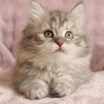 サイベリアン【東京都・女の子・2025年7月1日・ブルータビー&ホワイト】の写真「⭐︎キレイな色、顔丸い、ふわふわ」
