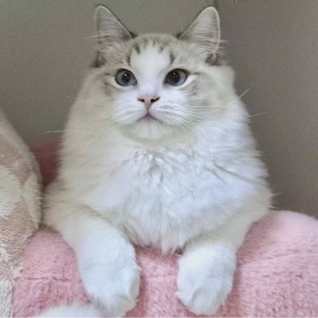 ラグドール【東京都・男の子・2025年5月18日・シールリンクスポイントバイカラー】の写真「⭐︎両親外産、顔立ち完璧」