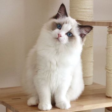 ラグドール【東京都・女の子・2025年7月9日・シールポイントバイカラー】の写真「⭐︎両親外産」