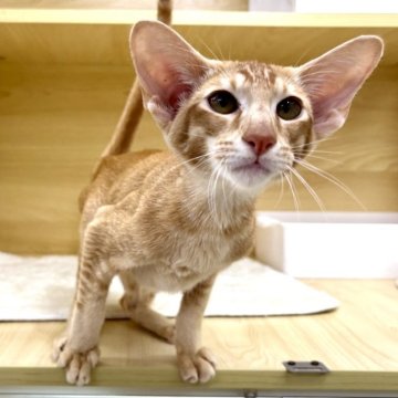 オリエンタルショートヘア【東京都・男の子・2025年5月6日・レッドタビー】の写真「⭐︎両親外産、耳大きい」