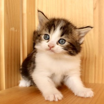 メインクーン【東京都・女の子・2025年10月20日・ブラウンタビー&ホワイト】の写真「⭐︎キレイなタビー色、活発な子です」