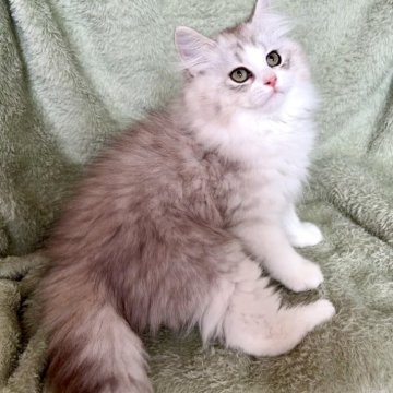 サイベリアン【東京都・男の子・2025年7月1日・シルバータビー&ホワイト】の写真「⭐︎顔丸い、ふわふわで可愛い」