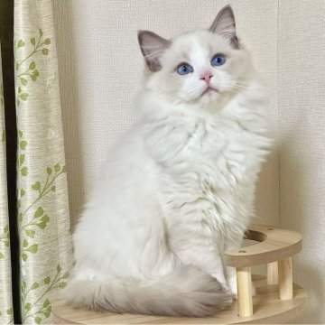 ラグドール【東京都・男の子・2025年6月25日・ブルーポイントバイカラー】の写真「⭐︎両親外産」