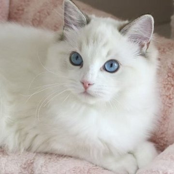 ラグドール【東京都・女の子・2025年5月18日・シールリンクスポイントバイカラー】の写真「⭐︎両親外産、顔立ち完璧」