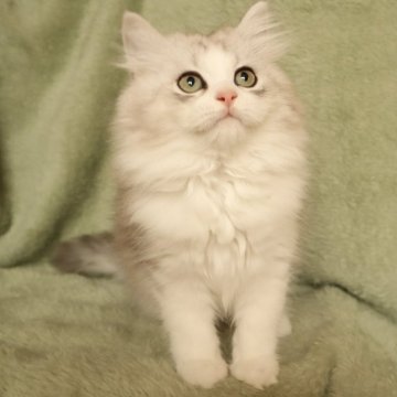 サイベリアン【東京都・男の子・2025年7月1日・シルバータビー&ホワイト】の写真「⭐︎顔丸い、ふわふわで可愛い」