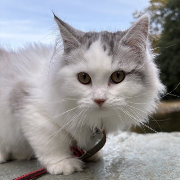 サイベリアン【東京都・女の子・2025年7月1日・ブルー&ホワイト】の写真「⭐︎スマイル顔してる、顔丸い、ふわふわ」