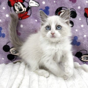 ラグドール【東京都・男の子・2025年8月16日・ブルーポイントバイカラー】の写真「活発、食いしん坊」