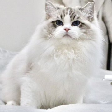 ラグドール【東京都・男の子・2025年5月14日・シールリンクスポイントバイカラー】の写真「⭐︎両親外産、顔立ち完璧」