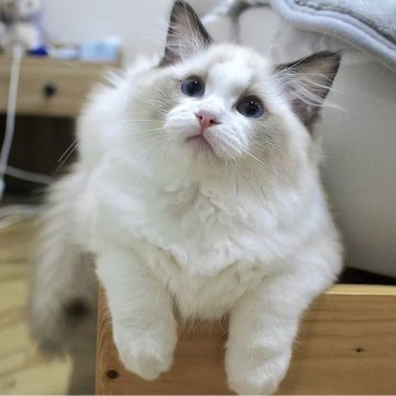 ラグドール【東京都・女の子・2025年7月9日・シールポイントバイカラー】の写真「⭐︎両親外産」