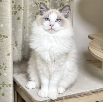 ラグドール【東京都・男の子・2025年5月28日・ブルーポイントバイカラー】の写真「⭐︎両親外産」