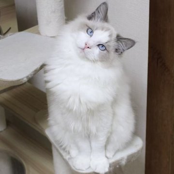 ラグドール【東京都・男の子・2025年5月28日・ブルーポイントバイカラー】の写真「⭐︎両親外産」