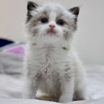 ラグドール【東京都・男の子・2025年10月18日・シールリンクスポイントバイカラー】の写真「⭐︎両親外産、顔立ち完璧」