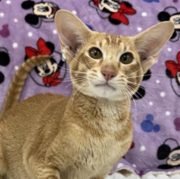 オリエンタルショートヘア【東京都・男の子・2025年5月6日・レッドタビー】の写真「⭐︎両親外産、耳大きい」