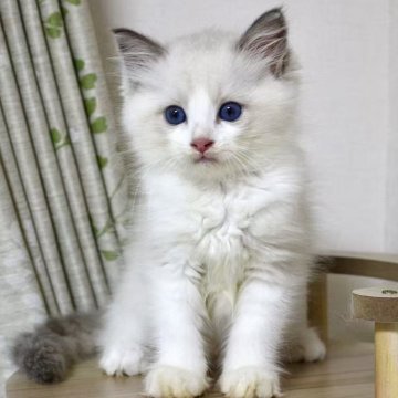 ラグドール【東京都・男の子・2025年8月2日・ブルーポイントバイカラー】の写真「⭐︎母外産、顔立ち完璧」