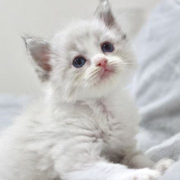 ラグドール【東京都・女の子・2025年10月18日・シールリンクスポイントバイカラー】の写真「⭐︎両親外産、顔立ち完璧」