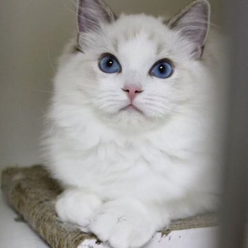 ラグドール【東京都・女の子・2025年5月18日・シールリンクスポイントバイカラー】の写真「⭐︎両親外産、顔立ち完璧」