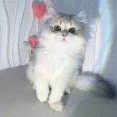 ブリティッシュロングヘア