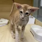 オリエンタルショートヘア