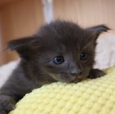 オリエンタルショートヘア