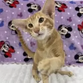 オリエンタルショートヘア