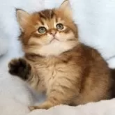 サイベリアン