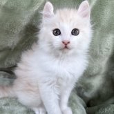 アメリカンカール