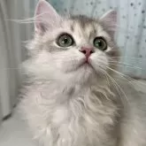ブリティッシュロングヘア