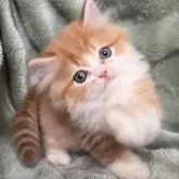 サイベリアン【東京都・男の子・2025年7月20日・レッドタビー&ホワイト】の写真1