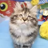 サイベリアン