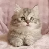 サイベリアン