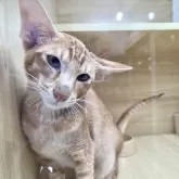 オリエンタルショートヘア【東京都・男の子・2025年5月6日・レッドタビー】の写真1