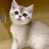 ブリティッシュショートヘア