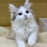 サイベリアン
