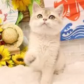 ブリティッシュショートヘア