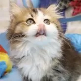 サイベリアン