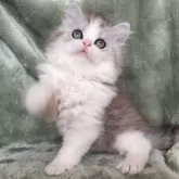 サイベリアン