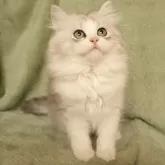 サイベリアン