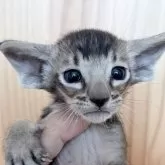 オリエンタルショートヘア