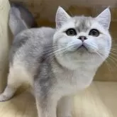ブリティッシュショートヘア