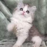 サイベリアン