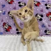 オリエンタルショートヘア