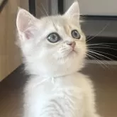 ブリティッシュショートヘア