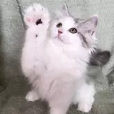 サイベリアン