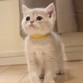 ブリティッシュショートヘア