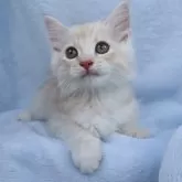 アメリカンショートヘア