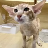 オリエンタルショートヘア