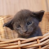 オリエンタルショートヘア