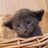 オリエンタルショートヘア